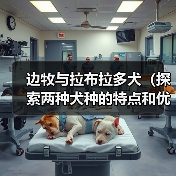 边牧与拉布拉多犬(探索两种犬种的特点和优势,助您做出明智的选择)(图3) 边牧与拉布拉多犬(探索两种犬种的特点和优势,助您做出明智的选择)(图3)