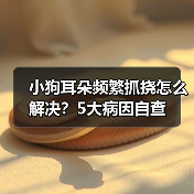 小狗耳朵频繁抓挠怎么解决?5大病因自查(图2) 小狗耳朵频繁抓挠怎么解决?5大病因自查(图2)