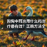 狗狗中耳炎用什么药治疗最有效?正确方法全解析(图2) 狗狗中耳炎用什么药治疗最有效?正确方法全解析(图2)