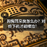 狗狗耳朵臭怎么办?对症下药才能根治!(图3) 狗狗耳朵臭怎么办?对症下药才能根治!(图3)