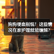 狗狗便血别慌!这些情况在家护理就能缓解?(图2) 狗狗便血别慌!这些情况在家护理就能缓解?(图2)