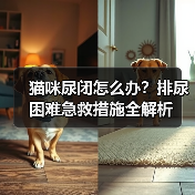 猫咪尿闭怎么办?排尿困难急救措施全解析(图3) 猫咪尿闭怎么办?排尿困难急救措施全解析(图3)