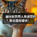 猫咪能否用人类感冒药?致命真相曝光!(图2) 猫咪能否用人类感冒药?致命真相曝光!(图2)