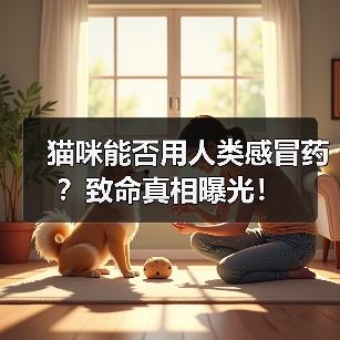 猫咪能否用人类感冒药?致命真相曝光!(图1) 猫咪能否用人类感冒药?致命真相曝光!(图1)
