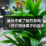 猫鼻子破了能自愈吗?(探究猫咪鼻子的自愈能力及相应护理方法)(图2) 猫鼻子破了能自愈吗?(探究猫咪鼻子的自愈能力及相应护理方法)(图2)