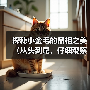 探秘小金毛的品相之美(从头到尾,仔细观察小金毛的外貌特征和品质)(图4) 探秘小金毛的品相之美(从头到尾,仔细观察小金毛的外貌特征和品质)(图4)