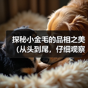 探秘小金毛的品相之美(从头到尾,仔细观察小金毛的外貌特征和品质)(图2) 探秘小金毛的品相之美(从头到尾,仔细观察小金毛的外貌特征和品质)(图2)