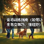 金毛训练指南(如何让金毛变乖巧、懂规矩)(图1) 金毛训练指南(如何让金毛变乖巧、懂规矩)(图1)