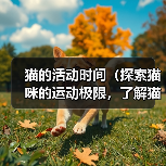 猫的活动时间(探索猫咪的运动极限,了解猫的充沛精力)(图2) 猫的活动时间(探索猫咪的运动极限,了解猫的充沛精力)(图2)