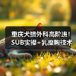 重庆犬猫外科高阶班！SUB实操+乳糜胸技术实战演练