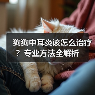 狗狗中耳炎该怎么治疗?专业方法全解析(图4) 狗狗中耳炎该怎么治疗?专业方法全解析(图4)