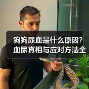 狗狗尿血是什么原因?血尿真相与应对方法全解析(图4) 狗狗尿血是什么原因?血尿真相与应对方法全解析(图4)