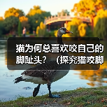 猫为何总喜欢咬自己的脚趾头?(探究猫咬脚趾的原因及解决方法)(图2) 猫为何总喜欢咬自己的脚趾头?(探究猫咬脚趾的原因及解决方法)(图2)