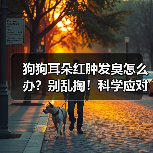 狗狗耳朵红肿发臭怎么办?别乱掏!科学应对指南(图1) 狗狗耳朵红肿发臭怎么办?别乱掏!科学应对指南(图1)