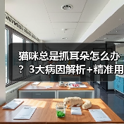 猫咪总是抓耳朵怎么办?3大病因解析+精准用药指南(图2) 猫咪总是抓耳朵怎么办?3大病因解析+精准用药指南(图2)