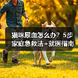 猫咪尿血怎么办?5步家庭急救法+就医指南(图3) 猫咪尿血怎么办?5步家庭急救法+就医指南(图3)