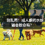 别乱用!成人眼药水给猫会致命吗?(图2) 别乱用!成人眼药水给猫会致命吗?(图2)