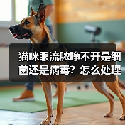 猫咪眼流脓睁不开是细菌还是病毒?怎么处理最有效?(图4) 猫咪眼流脓睁不开是细菌还是病毒?怎么处理最有效?(图4)