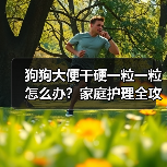 狗狗大便干硬一粒一粒怎么办?家庭护理全攻略(图4) 狗狗大便干硬一粒一粒怎么办?家庭护理全攻略(图4)