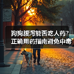 狗狗腹泻能否吃人药？正确用药指南避免中毒风险