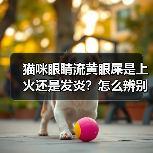 猫咪眼睛流黄眼屎是上火还是发炎?怎么辨别和处理(图3) 猫咪眼睛流黄眼屎是上火还是发炎?怎么辨别和处理(图3)