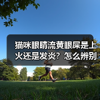 猫咪眼睛流黄眼屎是上火还是发炎?怎么辨别和处理(图2) 猫咪眼睛流黄眼屎是上火还是发炎?怎么辨别和处理(图2)