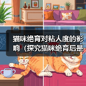 猫咪绝育对粘人度的影响(探究猫咪绝育后是否会更加亲人的现象及其原因)(图1) 猫咪绝育对粘人度的影响(探究猫咪绝育后是否会更加亲人的现象及其原因)(图1)