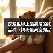 探索世界上最高瘦的狗品种(揭秘最高瘦狗品种的外貌和特征)(图1) 探索世界上最高瘦的狗品种(揭秘最高瘦狗品种的外貌和特征)(图1)