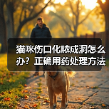 猫咪伤口化脓成洞怎么办?正确用药处理方法(图3) 猫咪伤口化脓成洞怎么办?正确用药处理方法(图3)