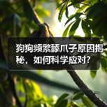 狗狗频繁舔爪子原因揭秘,如何科学应对?(图1) 狗狗频繁舔爪子原因揭秘,如何科学应对?(图1)