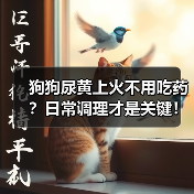 狗狗尿黄上火不用吃药?日常调理才是关键!(图3) 狗狗尿黄上火不用吃药?日常调理才是关键!(图3)