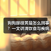 狗狗尿很黄是怎么回事?一文讲清饮食与疾病关联(图3) 狗狗尿很黄是怎么回事?一文讲清饮食与疾病关联(图3)
