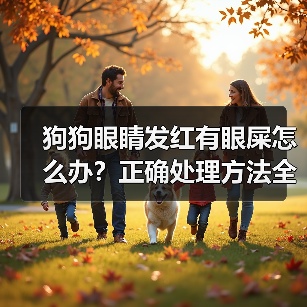 狗狗眼睛发红有眼屎怎么办?正确处理方法全解析(图3) 狗狗眼睛发红有眼屎怎么办?正确处理方法全解析(图3)