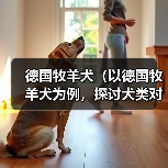 德国牧羊犬（以德国牧羊犬为例，探讨犬类对主人的保护本能）（图1）