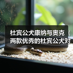 杜宾公犬康纳与奥克(两款优秀的杜宾公犬对比评析)(图1) 杜宾公犬康纳与奥克(两款优秀的杜宾公犬对比评析)(图1)