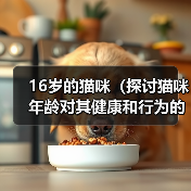 16岁的猫咪(探讨猫咪年龄对其健康和行为的影响)(图4) 16岁的猫咪(探讨猫咪年龄对其健康和行为的影响)(图4)