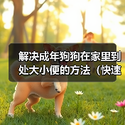 解决成年狗狗在家里到处大小便的方法（快速有效训练狗狗定点排便）（图3）