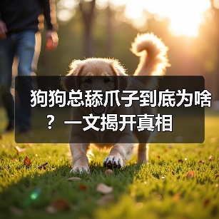 狗狗总舔爪子到底为啥?一文揭开真相(图3) 狗狗总舔爪子到底为啥?一文揭开真相(图3)