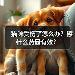 猫咪受伤了怎么办?擦什么药最有效?(图3) 猫咪受伤了怎么办?擦什么药最有效?(图3)