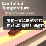 狗狗一直舔爪子发红?可能是趾间炎!如何在家治疗?(图2) 狗狗一直舔爪子发红?可能是趾间炎!如何在家治疗?(图2)