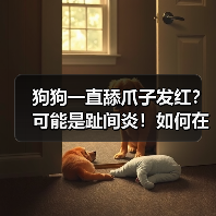狗狗一直舔爪子发红?可能是趾间炎!如何在家治疗?(图1) 狗狗一直舔爪子发红?可能是趾间炎!如何在家治疗?(图1)