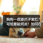 狗狗一直舔爪子发红?可能是趾间炎!如何在家治疗?(图3) 狗狗一直舔爪子发红?可能是趾间炎!如何在家治疗?(图3)