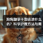 狗狗脚掌干裂该涂什么药？科学护理方法与用药指南（图3）