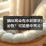 猫咪耳朵有水状脓状分泌物？可能是中耳炎！（图3）