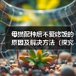 母猫配种后不爱吃饭的原因及解决方法（探究母猫配种后食欲减退的可能原因，并提供有效的解决方案）（图2）