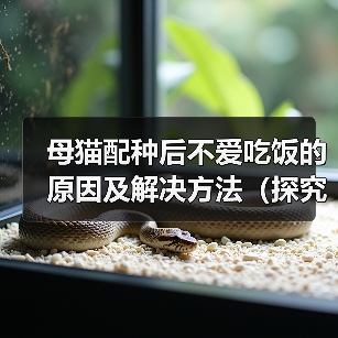 母猫配种后不爱吃饭的原因及解决方法（探究母猫配种后食欲减退的可能原因，并提供有效的解决方案）（图4）