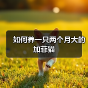 如何养一只两个月大的加菲猫