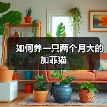 如何养一只两个月大的加菲猫（图2）