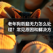 老年狗后腿无力怎么处理？常见原因和解决方案（图2）