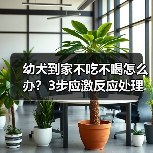幼犬到家不吃不喝怎么办？3步应激反应处理全攻略（图4）